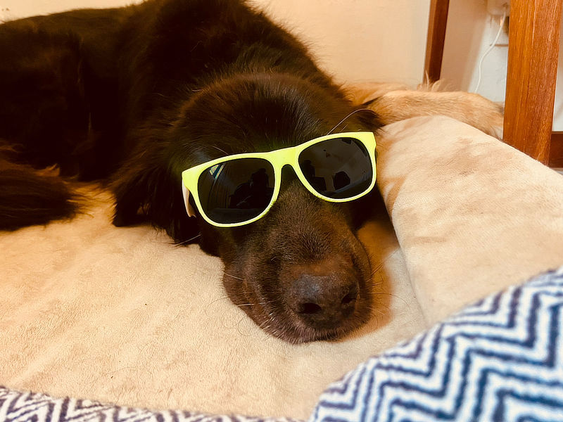 Dog Webmaster with glasses